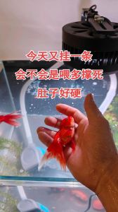 养鱼几个月大量死鱼，鱼突然死很多？快查水质喂食和数量！