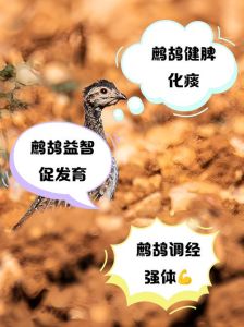 老人养鸟有什么好处，听鸟叫心不烦，养鸟乐无边