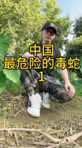 国内最毒的蛇，银环蛇，剧毒艺术品