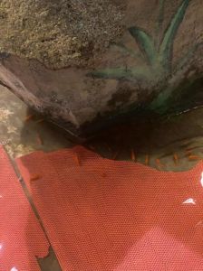 3条死小金鱼照片，小金鱼寿命及死亡反思，呼吁关爱生命