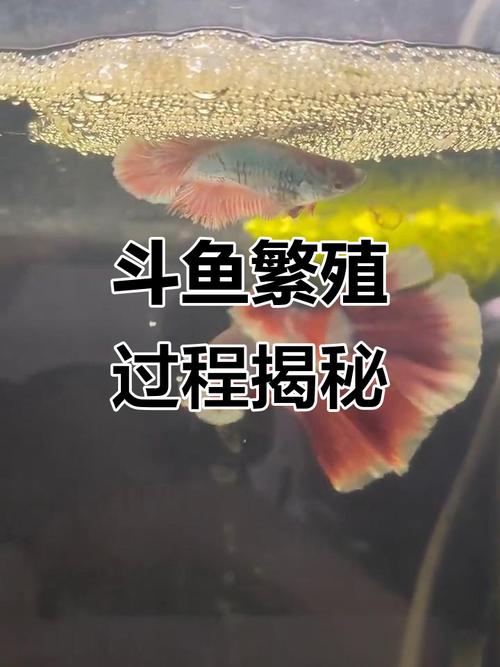 斗鱼一公一母放在一起会打架吗，斗鱼好斗易打架，注意饲养防冲突