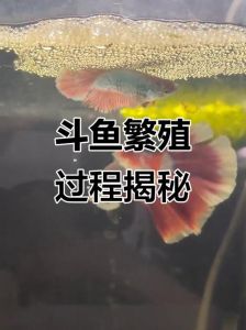 斗鱼一公一母放在一起会打架吗，斗鱼好斗易打架，注意饲养防冲突