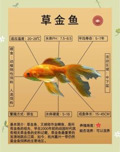 金鱼单独养一条可以吗，养金鱼，水质好最重要！