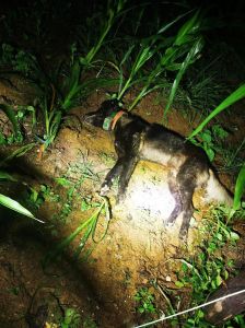 16度狗狗能在室外过夜吗，狗狗16度室外过夜安全吗？