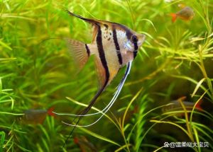 家养耐活热带鱼，养这几耐活热带鱼，乐趣多又易养