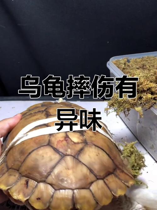 乌龟从多高的地方摔下来会受伤,乌龟摔伤怎么办?壳裂盐水洗碘伏涂 乌龟从多高的地方摔下来会受伤,乌龟摔伤怎么办?壳裂盐水洗碘伏涂