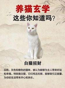 猫在屋里散养行吗，家猫自由好？安全更重要！