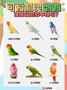 蓝冠鹦鹉寿命，鹦鹉种类多寿命长，需保护
