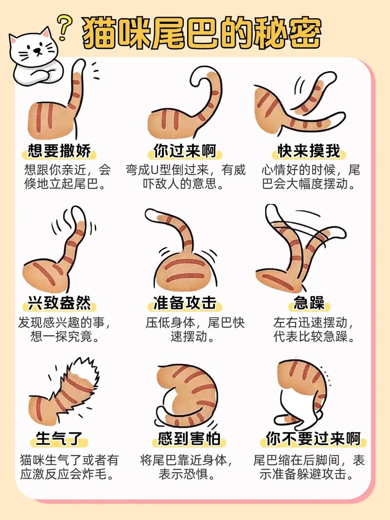 猫咪一摸尾巴就叫要警惕，猫咪尾巴敏感易疼，注意观察别乱碰