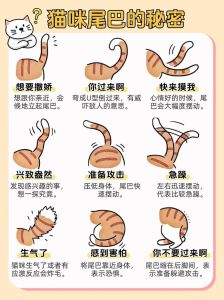 猫咪一摸尾巴就叫要警惕，猫咪尾巴敏感易疼，注意观察别乱碰