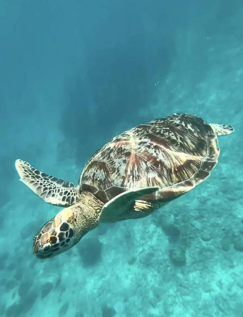 海龟一般生活在水下多少米,保护珍贵绿海龟,浅水呼吸赖生存 海龟一般生活在水下多少米,保护珍贵绿海龟,浅水呼吸赖生存