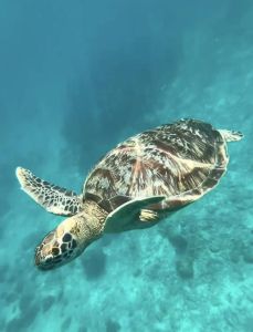 海龟一般生活在水下多少米，保护珍贵绿海龟，浅水呼吸赖生存