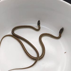 束带蛇生活习性，圣克鲁兹束带蛇色彩丰富，与生活环境相关