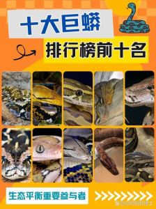 球蟒什么时候合法，养球蟒当宠物？中国复杂法律风险大！