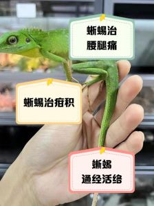 鬣蜥为何养不熟，鬣蜥难养？性格孤僻需耐心