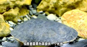 猪鼻龟寿命，家养与野外的寿命差异探究