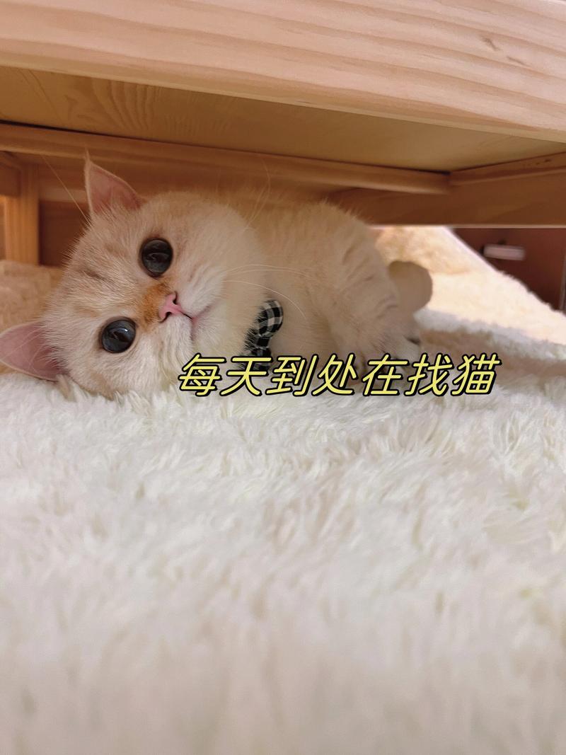 晚上找猫最快方法，我家猫不见了，重点找楼下马路和绿化带，晚上猫爱出来吃东西