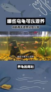 乌龟和蜥蜴能混养吗，乌龟硬壳防蜥蜴啃，混养需注意环境性格
