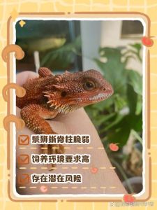 鬃狮寿命，鬃狮蜥寿命7-10年？科学饲养能活更久！