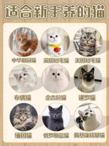养猫最好养几个月大的，选对猫，备好物，有耐心