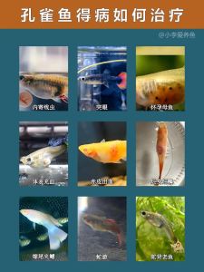 小瓜虫最简单处理方法，温水生姜预防方法全攻略