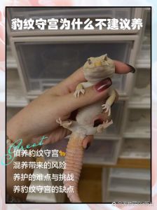 守宫温度多少合适，养守宫注意温湿，适应环境别急喂