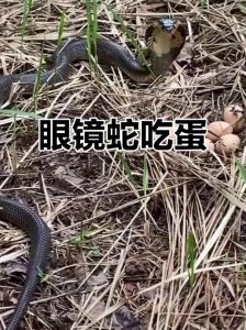 在中国吃眼镜蛇犯法吗，吃蛇肉有风险，保护野生动物是大事！