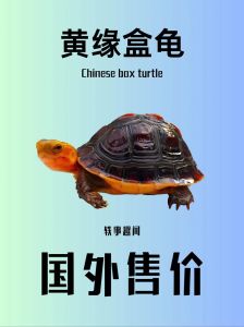 黄缘箱龟和水生龟的区别，黄缘龟半水养，简单易养活