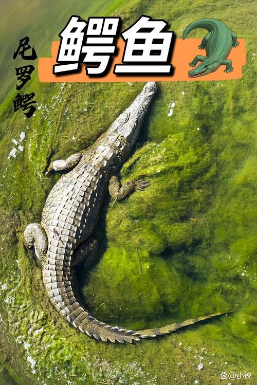 鳄鱼能听懂人话吗,鳄鱼听不懂人话,靠水声觅食,护主主要靠本能 鳄鱼能听懂人话吗,鳄鱼听不懂人话,靠水声觅食,护主主要靠本能