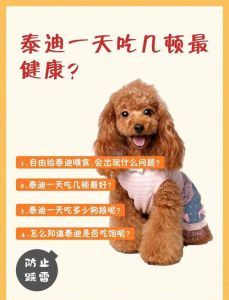 四十天的小狗怎么喂养，刚养小狗？小心呵护，健康长大！