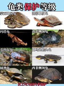 乌龟是鱼类吗，乌龟甲鱼傻傻分不清？