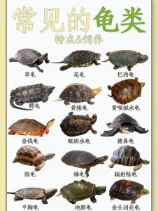 草龟属于陆龟还是水龟，草龟半水好养，浅水晒台，喂均衡食