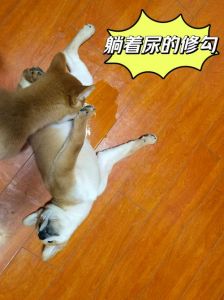 9岁狗狗突然憋不住尿了，九岁老狗在家尿尿愁坏我，不知咋回事