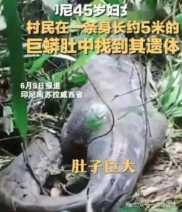 蟒蛇会把人拖进洞吃掉吗，野外遇蛇保持冷静远离