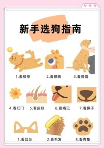 挑选小狗的最佳方法，选健康小狗，别光看脸，细检查，性格好！