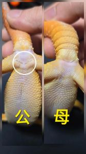 守宫白天喂食还是晚上喂食，守宫喂食有讲究，晚上吃香别太急