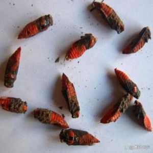 现在养殖什么虫子最赚钱，贵州九香虫，致富新选择！
