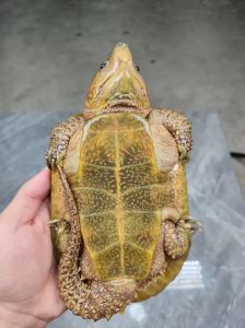 能不能跑过乌龟，乌龟虽好，家里真不适合养？