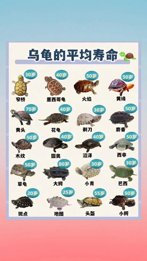 普通的乌龟每分钟跑多少米，乌龟慢是福，安全又长寿