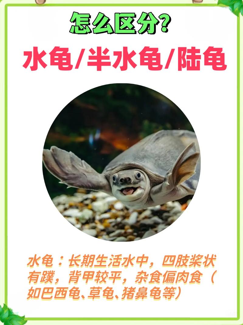 王八和乌龟的性情区别，乌龟稳重王八活泼，各有各好！