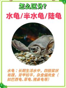 王八和乌龟的性情区别，乌龟稳重王八活泼，各有各好！