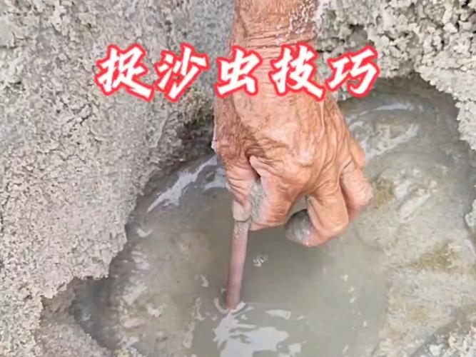 沙虫怎么养殖，环境盐度是关键