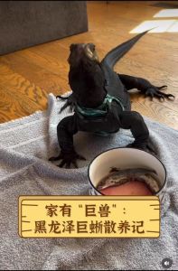 泽巨蜥是几级保护动物，保护国宝蜥蜴，为何中稀东南亚多？