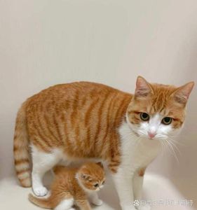 结婚第一年能养猫吗，结婚养猫感情好，注意弓形虫保安全