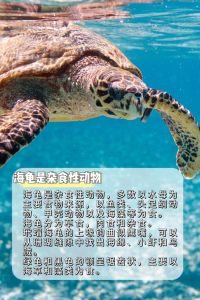 海龟是哺乳动物吗，它们的生存挑战
