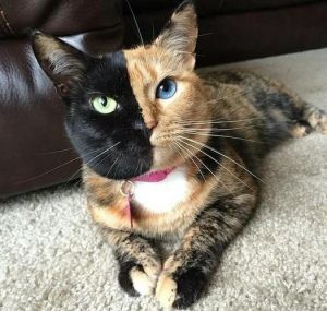 阴阳眼的猫有什么兆头，好运象征，独特又特别！