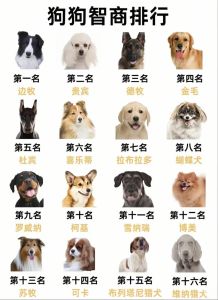 世界狗狗智商排名100，狗狗聪明多，训练懂人话，太有趣！