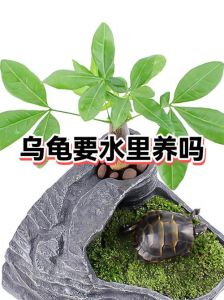 冬天养乌龟需要水吗，乌龟冬眠水怎么放？龟冬眠需水吗？