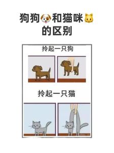 养猫跟养狗的区别，养猫省心在家，养狗热闹需遛，选哪个看你的生活！