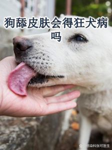 狗狗舔人的手有细菌吗，狗狗舔人表示亲昵，但要注意卫生，特别是小孩和老人